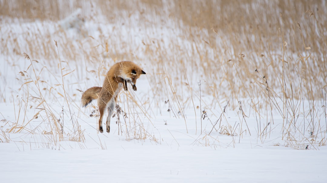 Photo Arctic fox, poison